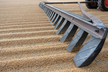 tractor flattening cracked wheat for drying