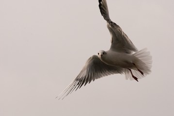 Möwe