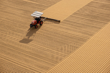 tractor flattening cracked wheat for drying