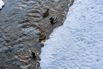 Photo of Ducks Swimming in Partly Frozen River in Park on Sunny Winter Day