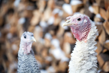 Turkey on a farm , breeding turkeys. Turkeys on the farm yard in the village