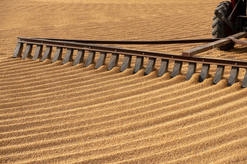tractor flattening cracked wheat for drying