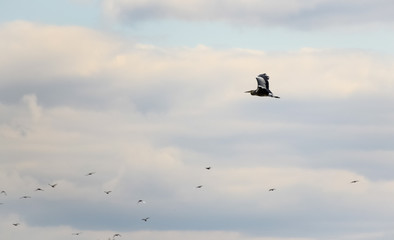 Grey heron in flight. White large bird in the sky above the lake. Heron with open wings