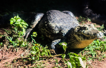 zoo city bauru