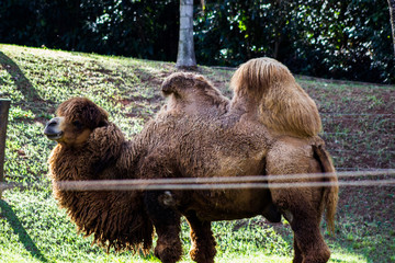 Fototapeta premium zoo city bauru