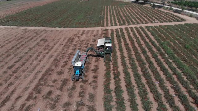 drone flying over machinery in tomato's field- industrial tomatoes harvesting
