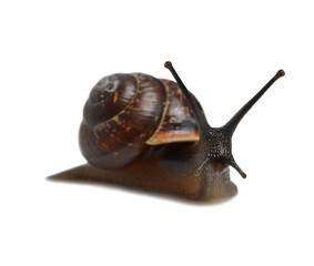 Snail close up