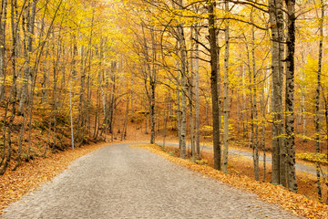 Autumn park road