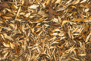 Photographed in the autumn park. Dried leaves.