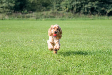 Cocker Spaniel Running on a sunny day
