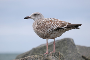Möwe