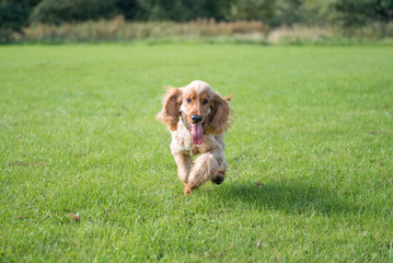 Cocker Spaniel Running on a sunny day