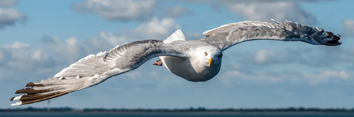 A seagull in flight