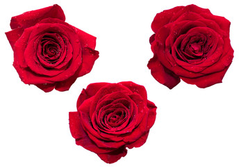 red roses on a white background isolated