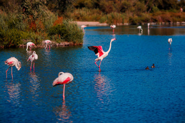 Fototapeta premium Pink flamingo bird flies up from water against blue sky