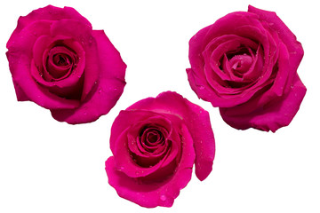 pink roses on white background isolated