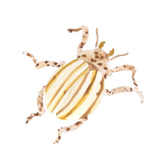 a striped Colorado beetle. watercolor