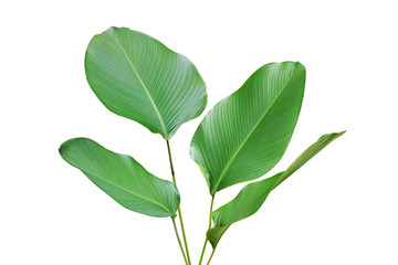 Tropical Green Leaves of Calathea lutea (Aubl.) G. Mey., Cigar Calathea Plant Isolated on White Background