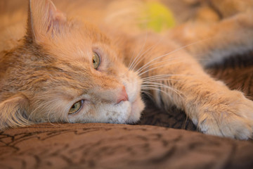 Fototapeta na wymiar sick red cat lying on the couch and waiting for the vet doctor
