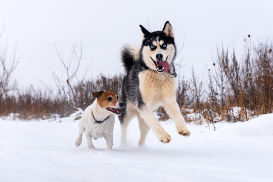 Siberian husky and jack russel terrier dogs playing on winter field. Happy puppys in fluffy snow. Animal photography