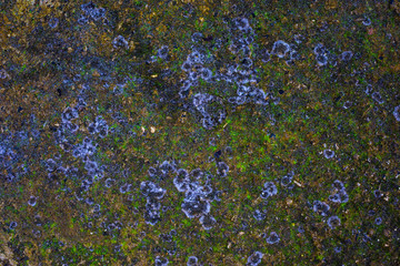 Fototapeta premium green moss background texture beautiful in nature