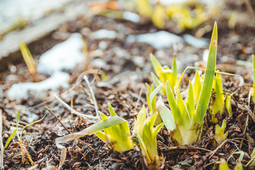 growing up flower from the ground close up