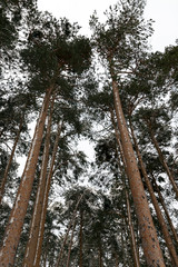 Bottom view of the trunks and crowns of pine trees against the sky in the winter forest