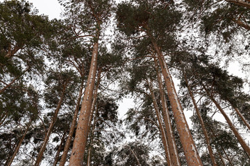 Bottom view of the trunks and crowns of pines against the sky in the winter forest