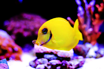 Lemon Tang aka Chocolate tang (Acanthurus sp.) 