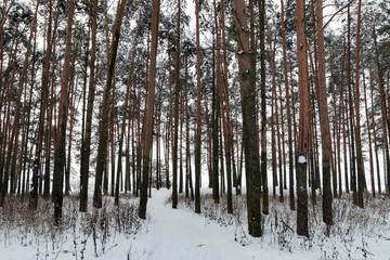 Tall pine trees in a snowy winter forest