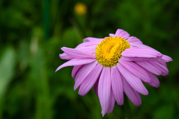 Pyrethrum flower in the summer sunny garden