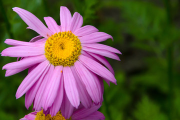 Obraz premium Pyrethrum flower in the summer sunny garden