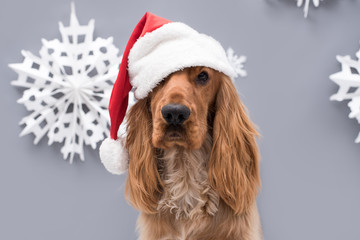 Cocker Spaniel isolated on grey background with a Christmas theme