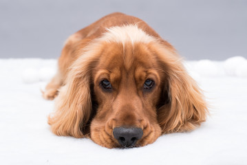 Cocker Spaniel isolated on grey background. 