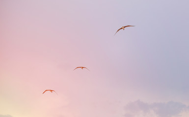 three seagulls flying over the sea