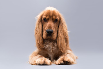 Cocker Spaniel isolated on grey background. 