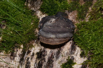 Inonotus obliquus is growing on the trunk of a tree. Parasitic plant.