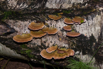A group of fungus are growing on a tree trunk. Parasitic plant.
