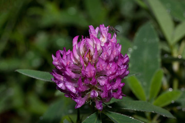 Beautiful clover is growing on a green meadow. Trifolium pratense.