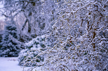 Fototapeta premium egzotyczny krzew w śniegu i mróz