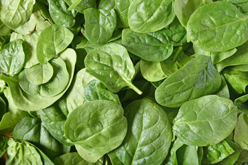Spinach leaf background