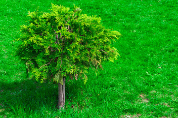 small tree on green lawn, bush on the grass