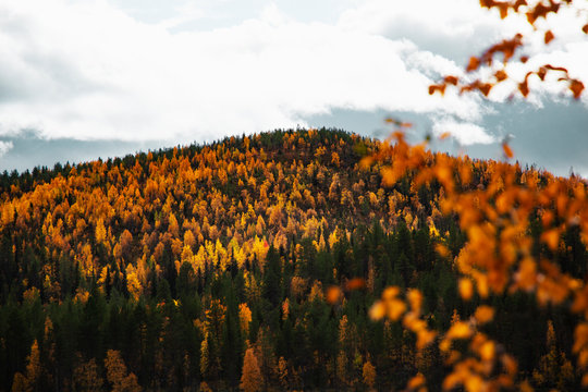 H&uuml;gel mit Herbstwald
