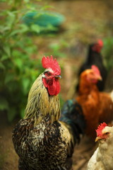 Beautiful big rooster. vertical