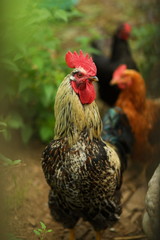 Beautiful big rooster. vertical