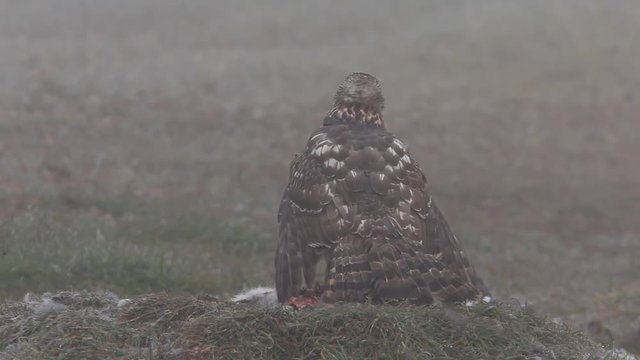 Young female of Northern goshawk, Accipiter gentilis