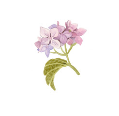 branch blooming hydrangea dusty blue. hand watercolor on isolated background