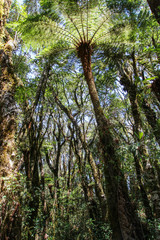 Fototapeta premium parc amboro -samaipata