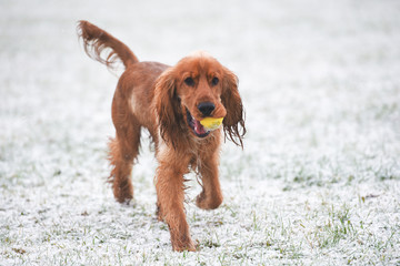 Cocker Spaniel Snow Day - Running with a yellow ball