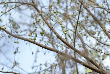 green plum on the tree on , organic fruit